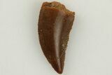 Serrated, Raptor Tooth - Real Dinosaur Tooth #203393-1